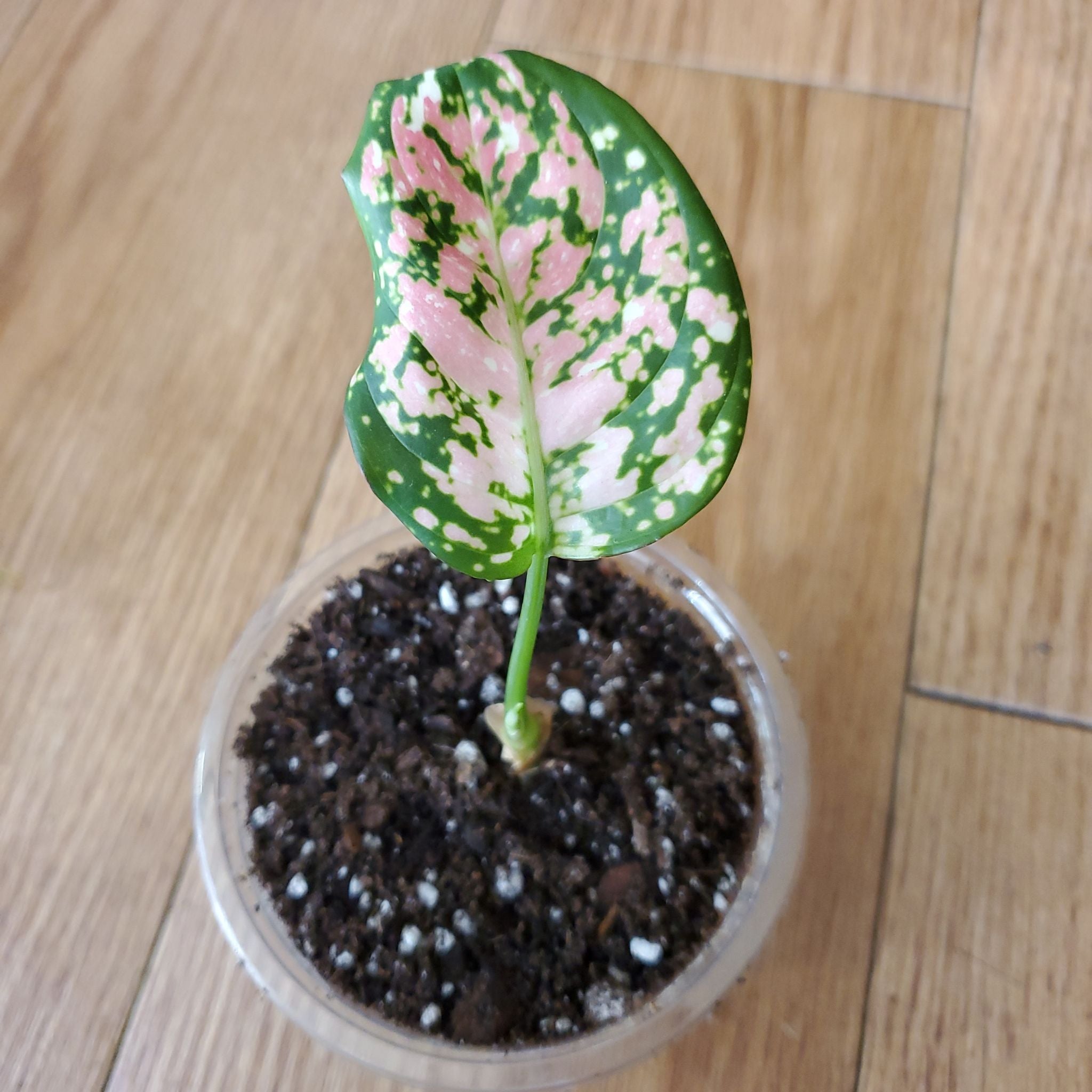 Photo of the plant species Aglaonema 'Pink Anyamanee' by @beani named Aria on Greg, the plant care app