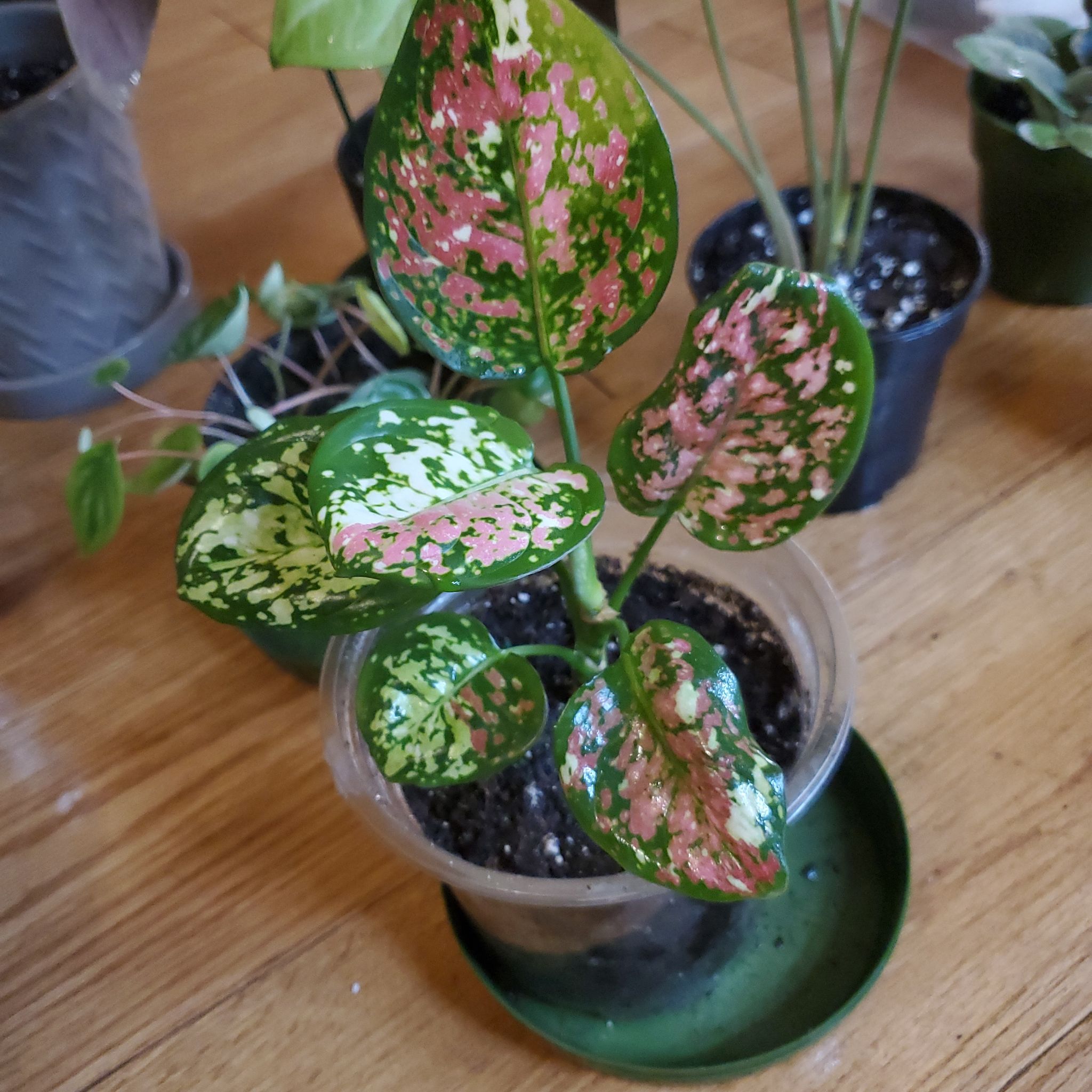 Photo of the plant species Aglaonema 'Pink Anyamanee' by @beani named Aria on Greg, the plant care app