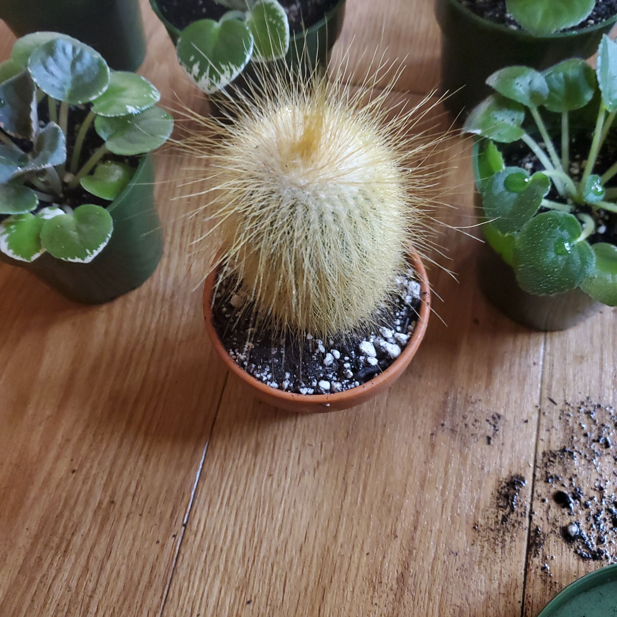 Photo of the plant species Parodia Leninghausii by @beani named Spike lee on Greg, the plant care app
