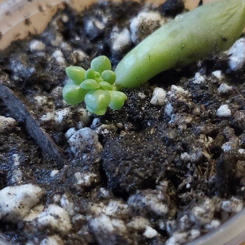 Photo of the plant species graptoveria supreme by @beani named Bruce Lee on Greg, the plant care app