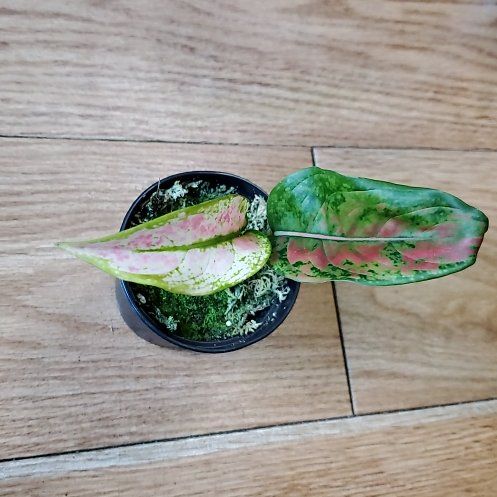 Photo of the plant species Chinese Evergreen Hot Pink Valentine Wishes by @beani named Khaleesi on Greg, the plant care app