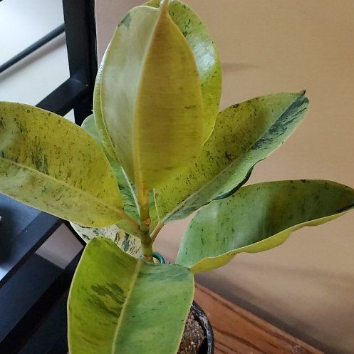 Photo of the plant species Ficus Moonshine by @beani named Morgan Treeman on Greg, the plant care app