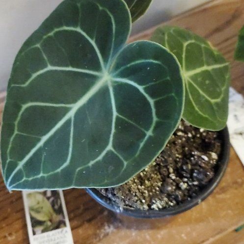 Photo of the plant species Anthurium crystallinum magnificum by @beani named Bloomi on Greg, the plant care app