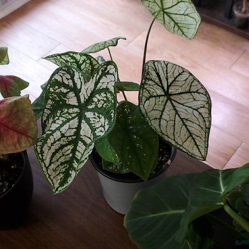 Photo of the plant species Caladium White Wonder by @beani named Luna on Greg, the plant care app