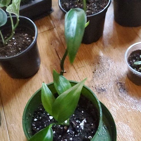 Photo of the plant species Variegated Epipremnum pinnatum by @beani named Shakira on Greg, the plant care app