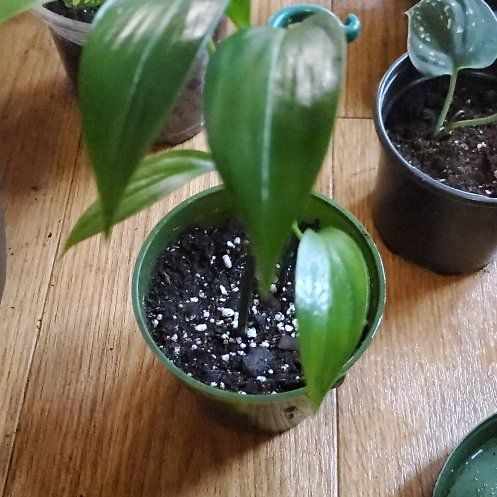 Photo of the plant species Variegated Epipremnum pinnatum by @beani named Sherlock on Greg, the plant care app
