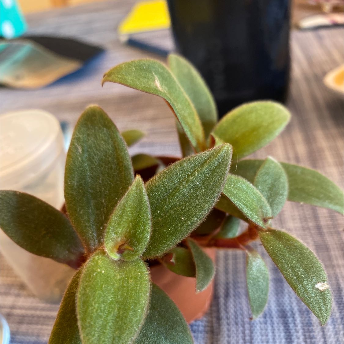 Teddy Bear Vine plant with fuzzy green leaves in a small pot, well-framed and in focus.