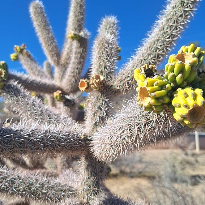 Photo of the plant species Teddy-Bear Cactus by @MarkedLarkspur named Remington on Greg, the plant care app