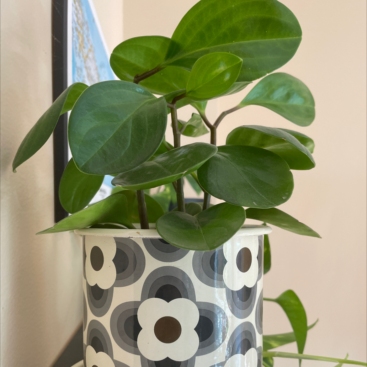 Photo of the plant species Himalayamix peperomia by @PreciseHoyajade named Elle on Greg, the plant care app