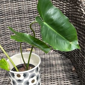Photo of the plant species Green Arrow-Arum by @PreciseHoyajade named Mollie on Greg, the plant care app