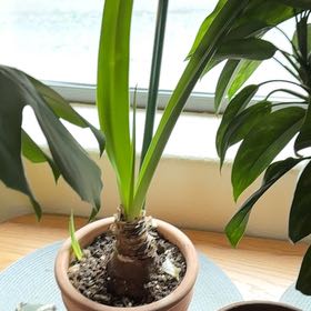 Photo of the plant species White Amaryllis by @PeakBladderpod named Muhammad Ali on Greg, the plant care app