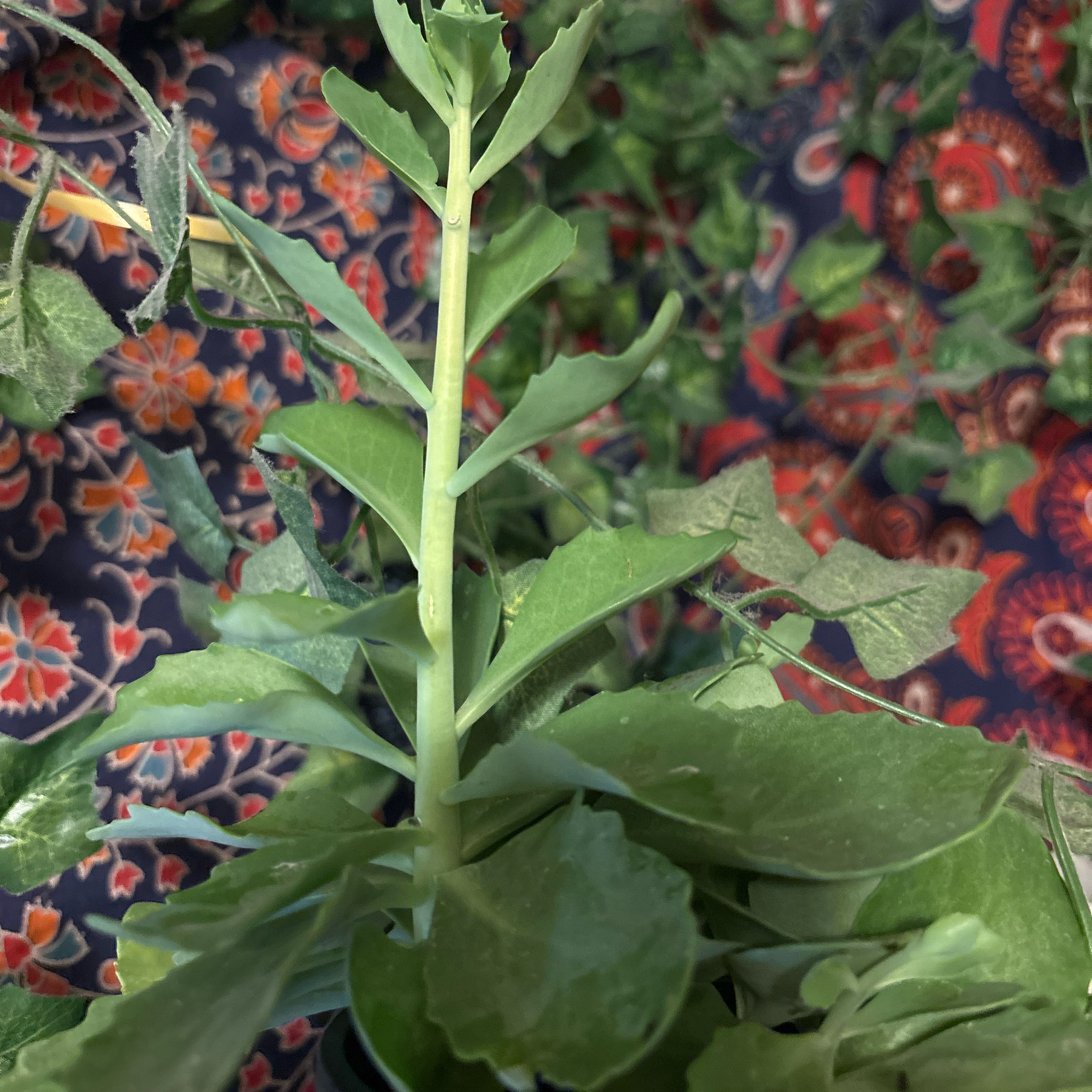 Photo of the plant species sedum spectabile by @LushLakesedge named Tolkien on Greg, the plant care app