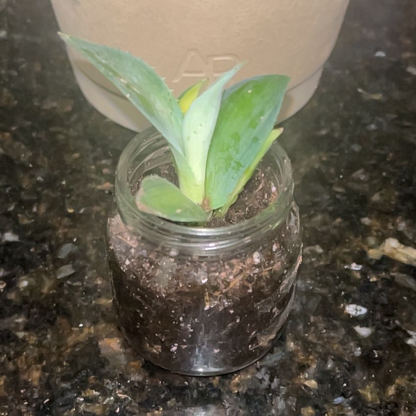 Photo of the plant species Agave isthmensis 'Rum Runner' by @Pinklyfe named Maya on Greg, the plant care app