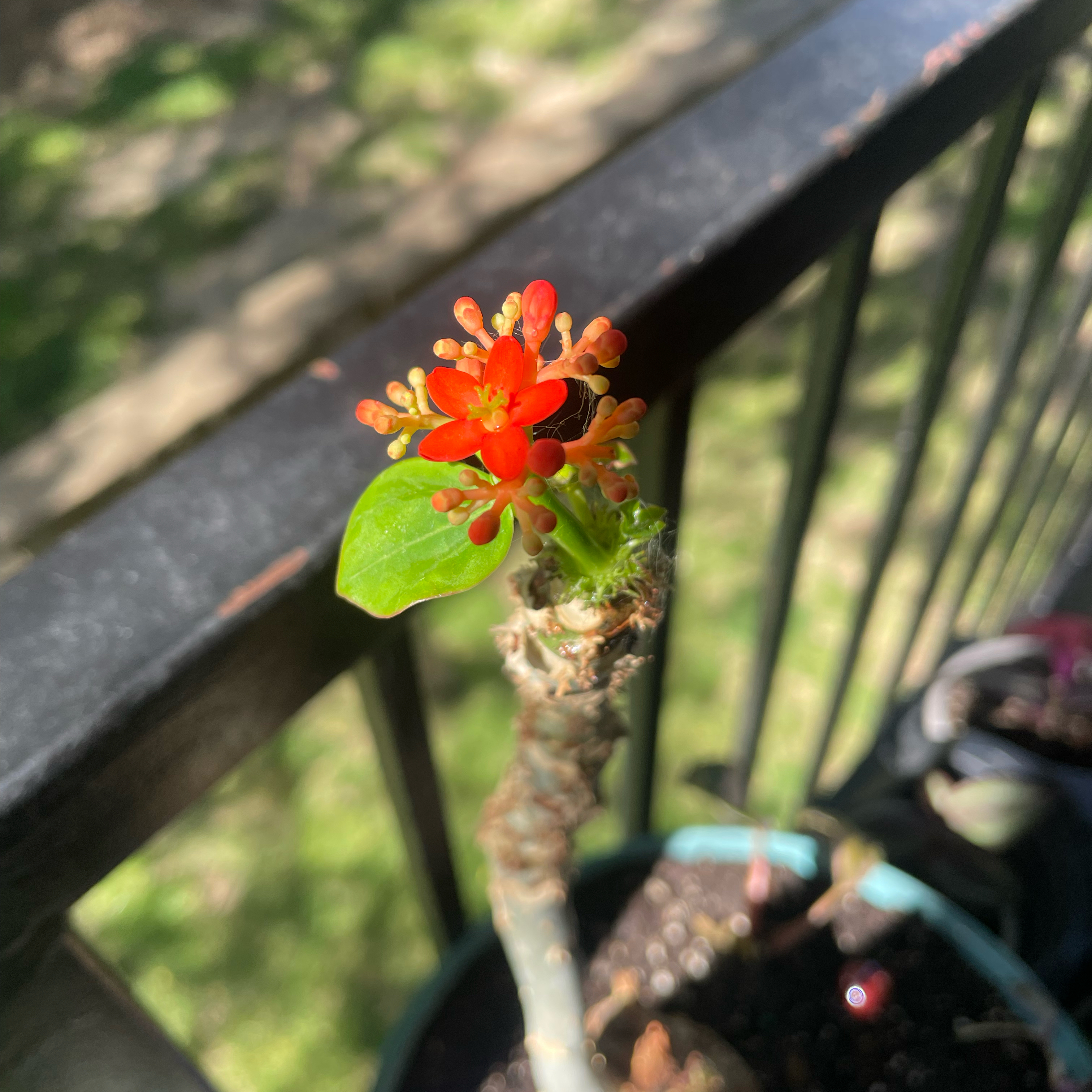 Buddha Belly Plant with red flowers in a pot, visible soil.