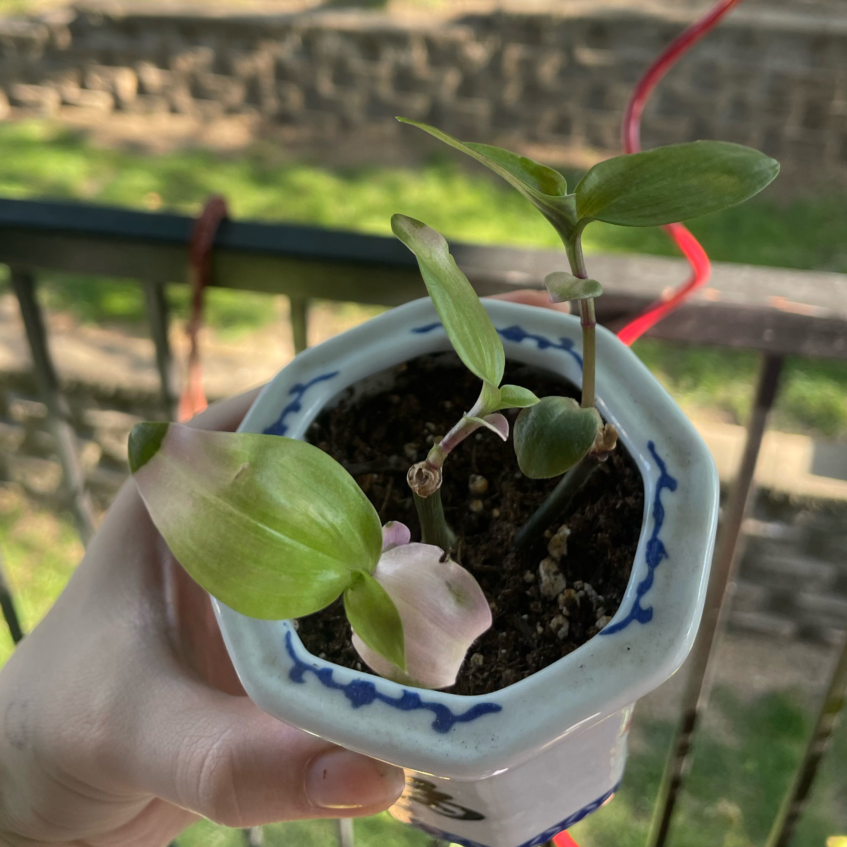 Tradescantia Blushing Bride plant in a small pot held by a hand, with healthy green and pinkish leaves.