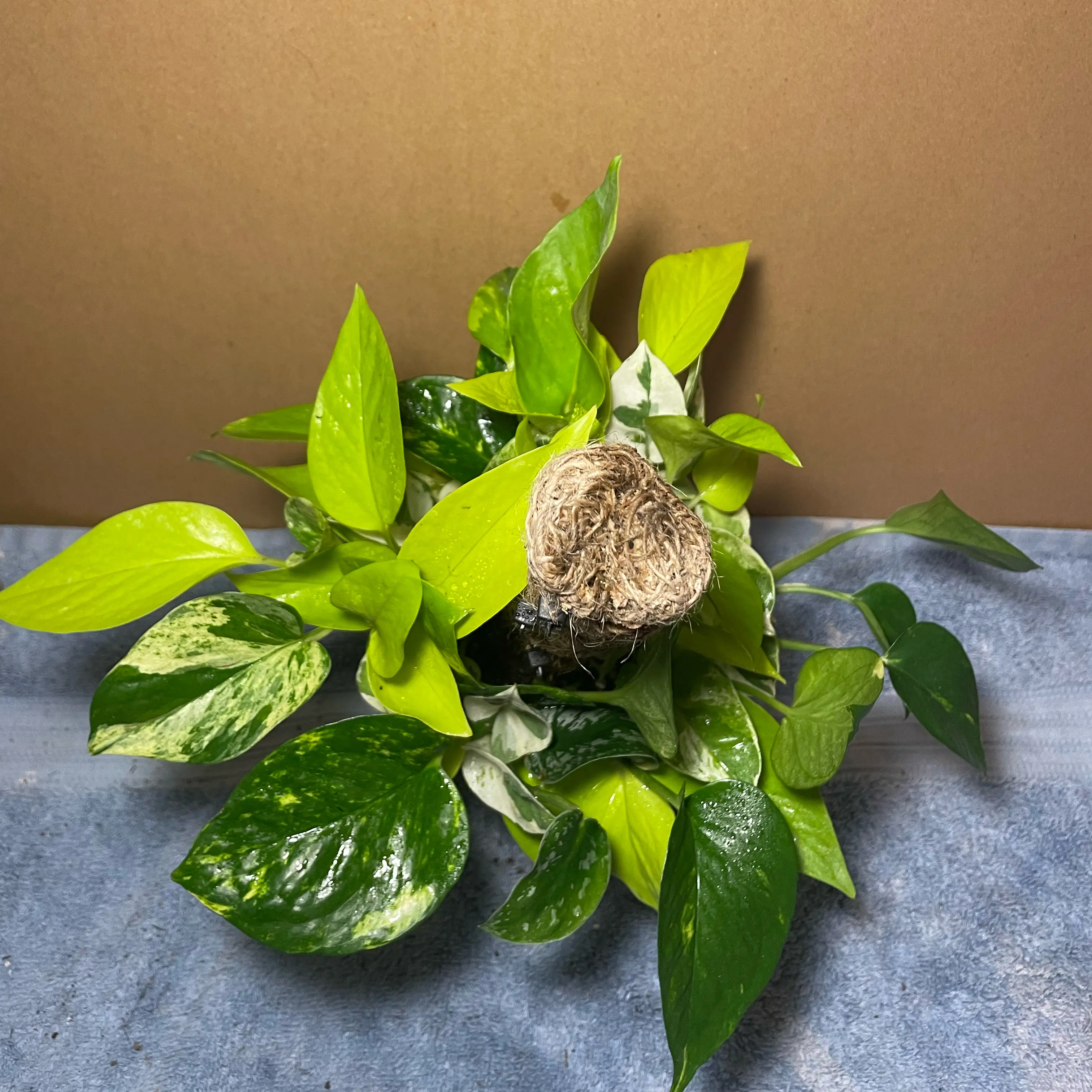 Photo of the plant species pothos by @Sleepyze named Gregarious on Greg, the plant care app