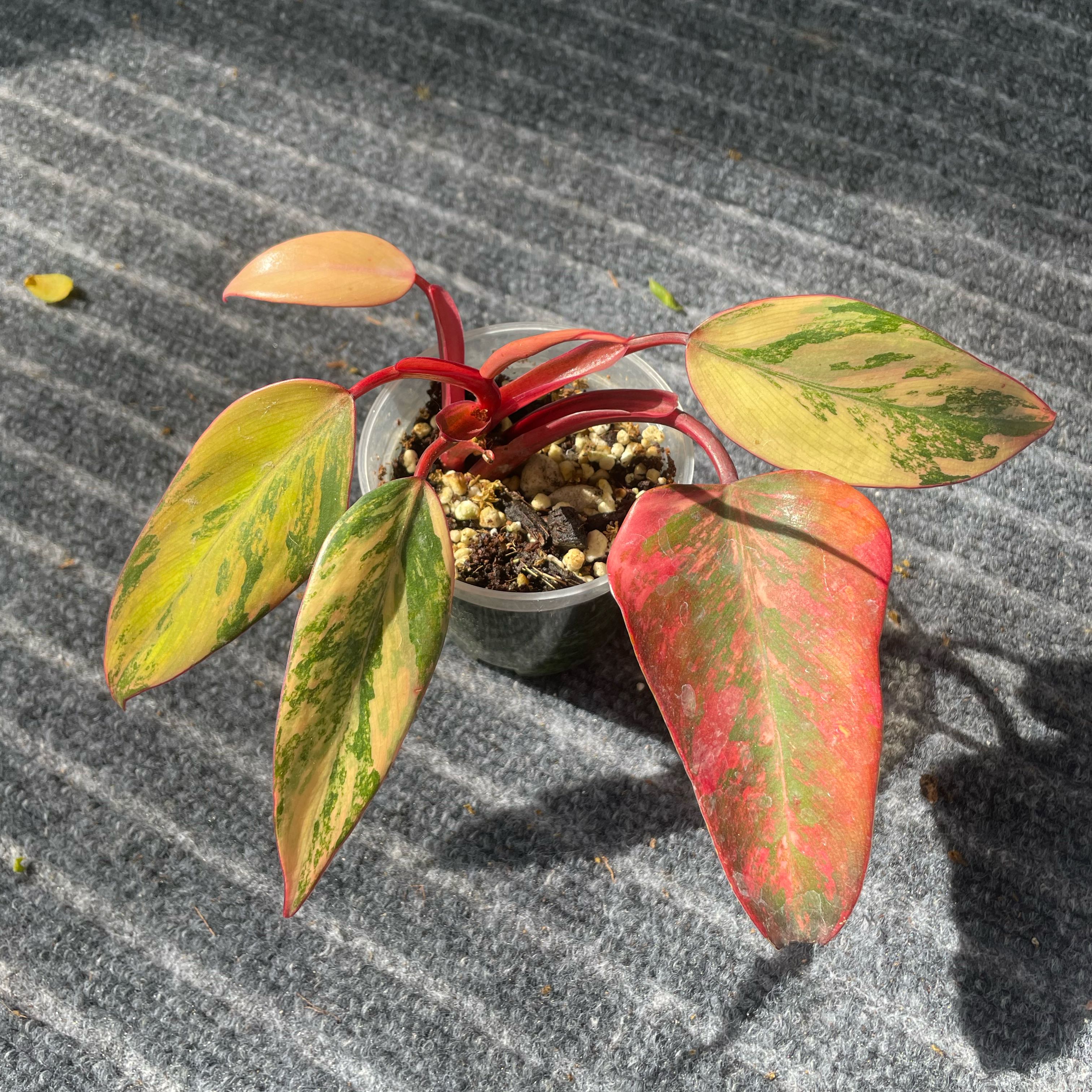 Photo of the plant species Strawberry Shake Philodendron by @Sleepyze named Orwell on Greg, the plant care app