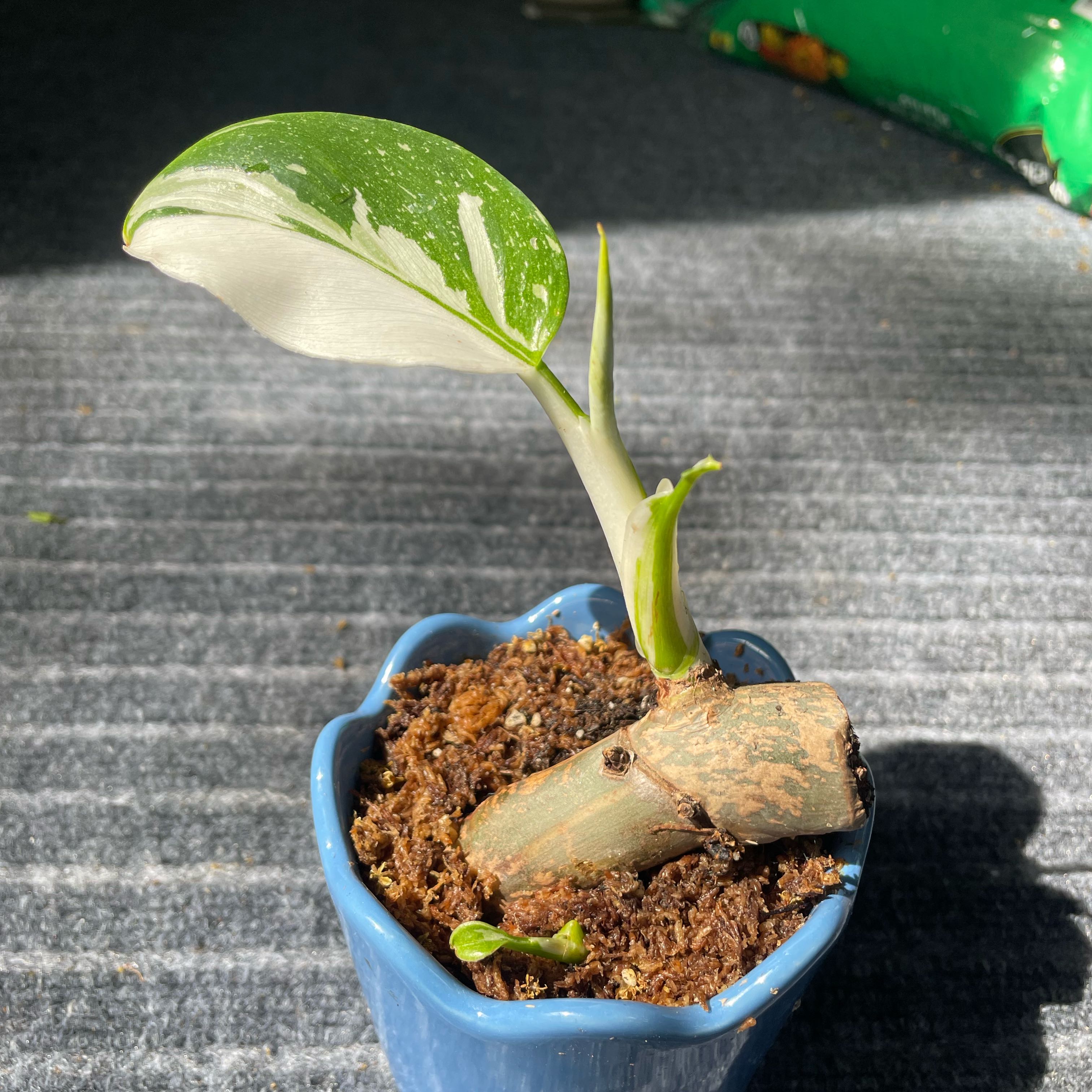 Photo of the plant species Philodendron 'White Wizard' by @Sleepyze named Zion on Greg, the plant care app