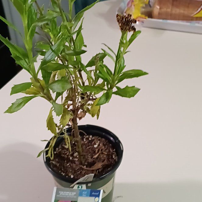 Photo of the plant species Zion Purple Sun by @SirAngelstears named Morgan Treeman on Greg, the plant care app