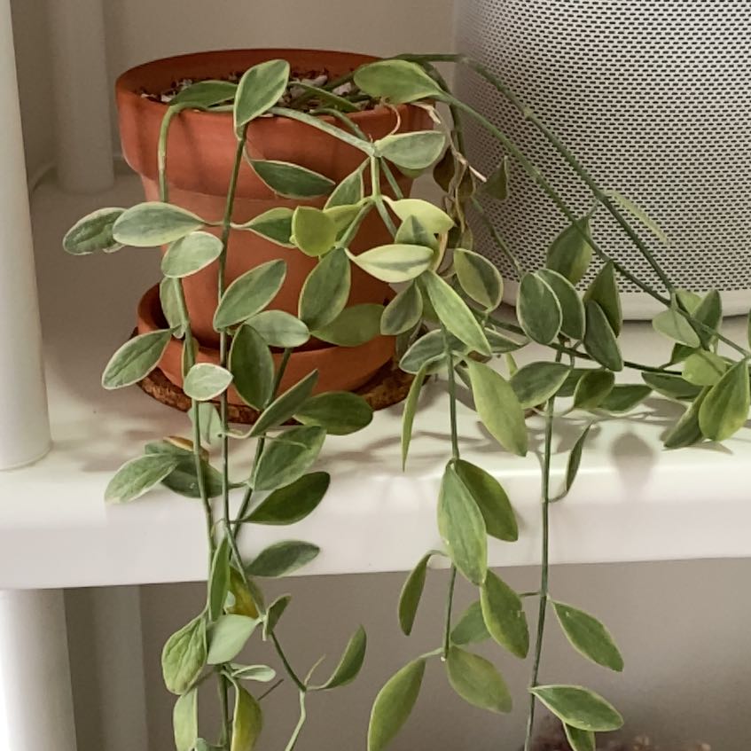 Dischidia oiantha 'Variegata' plant in a terracotta pot with variegated leaves.