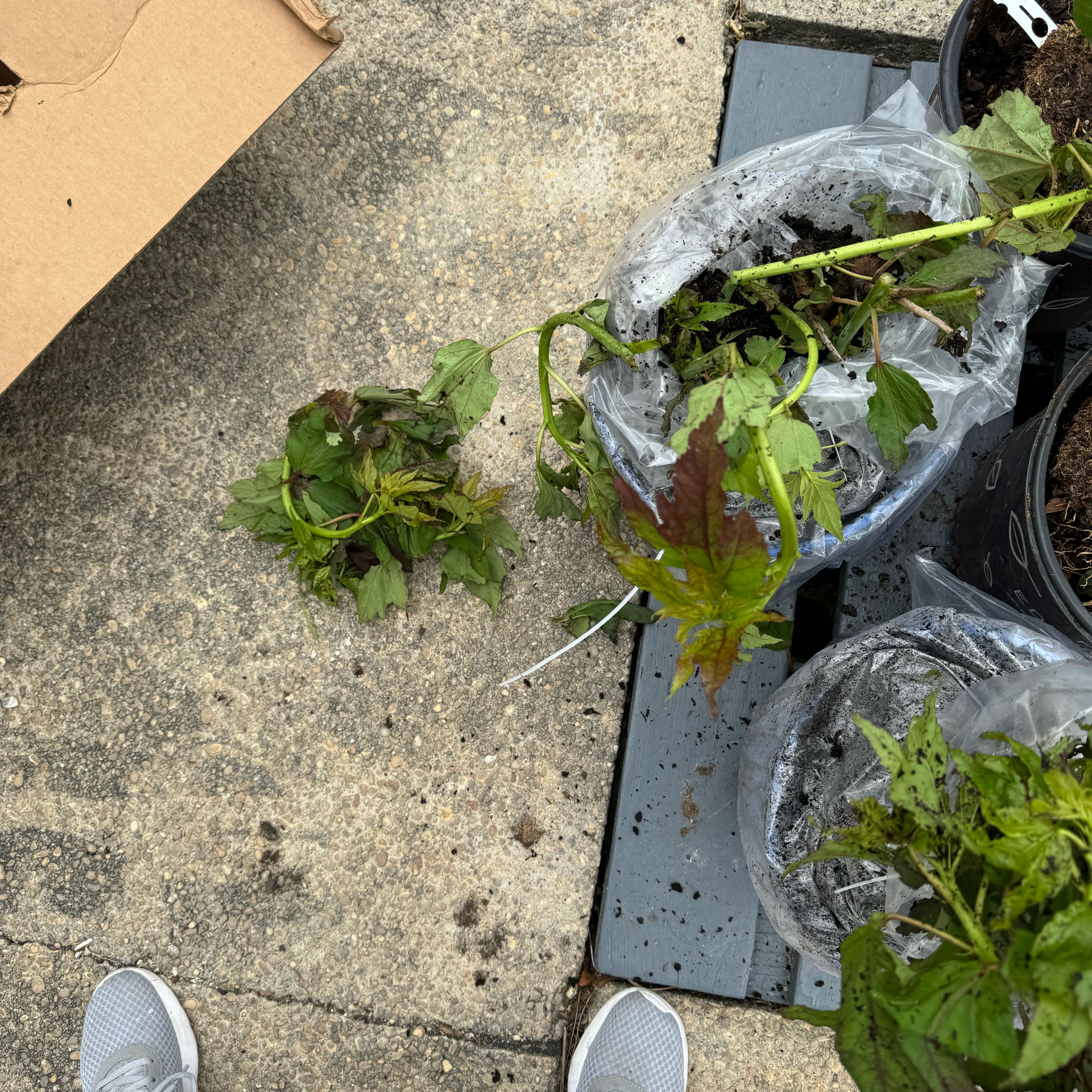 Photo of the plant species Swamp Rose Mallow by @SuppleLaceyoak named Lebron on Greg, the plant care app
