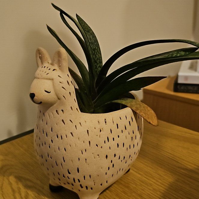 Photo of the plant species Gasteria pillansii by @AestheticFord named Lebron on Greg, the plant care app
