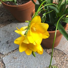 Photo of the plant species Common Freesia by @HunkyWaterfern named Trump on Greg, the plant care app