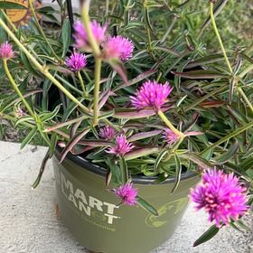Photo of the plant species Globe Amaranth by @HunkyWaterfern named Captain Plant-it on Greg, the plant care app