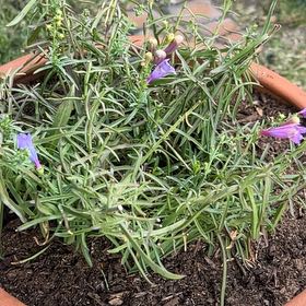 Photo of the plant species Spreading Beardtongue by @HunkyWaterfern named Tolkien on Greg, the plant care app