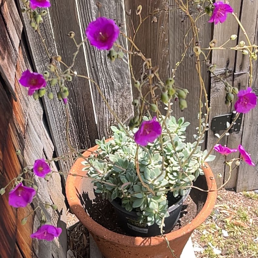 Photo of the plant species Rock Purslane by @HunkyWaterfern named Aria on Greg, the plant care app
