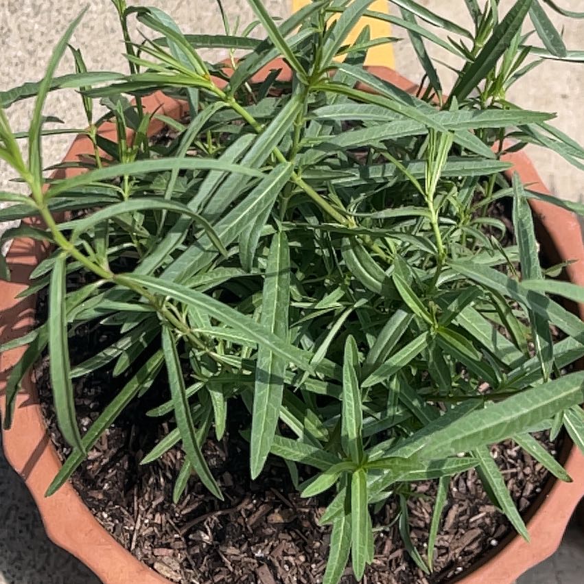 Photo of the plant species Mexican Milkweed by @HunkyWaterfern named Aristotle on Greg, the plant care app