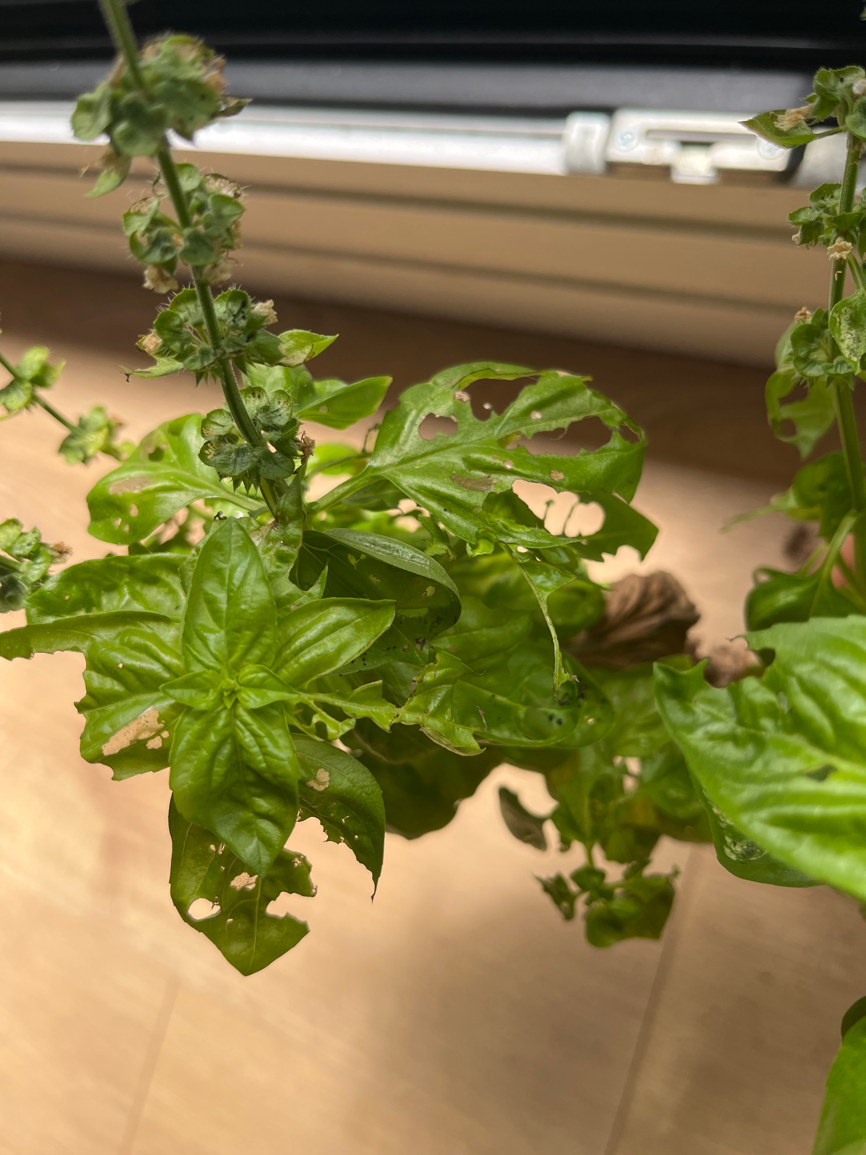 Everleaf Basil Plant Care Water, Light, Nutrients Greg App 🌱