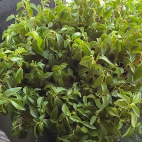 Photo of the plant species Peperomia trinervula by @SecureBeachplum named Apollo on Greg, the plant care app