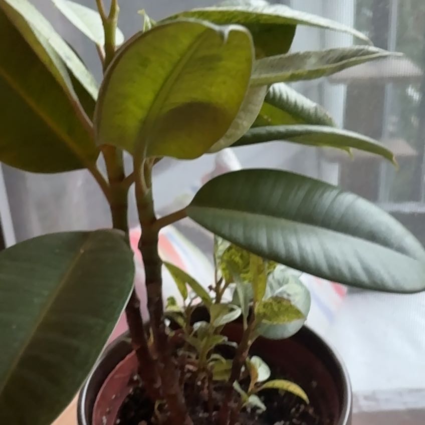 Photo of the plant species Ficus Macrophylla by @PoshBlacksage named Sherlock on Greg, the plant care app