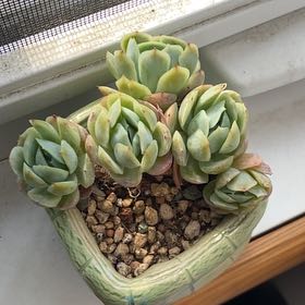 Photo of the plant species echeveria 'Cream Berry' by @StarSchefflera named Grich on Greg, the plant care app