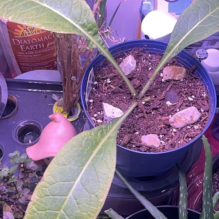Photo of the plant species Comfrey by @BossCalatheamia named Demi on Greg, the plant care app