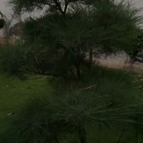 Photo of the plant species Afghan Pine by @TotalWaxplant named Prince on Greg, the plant care app