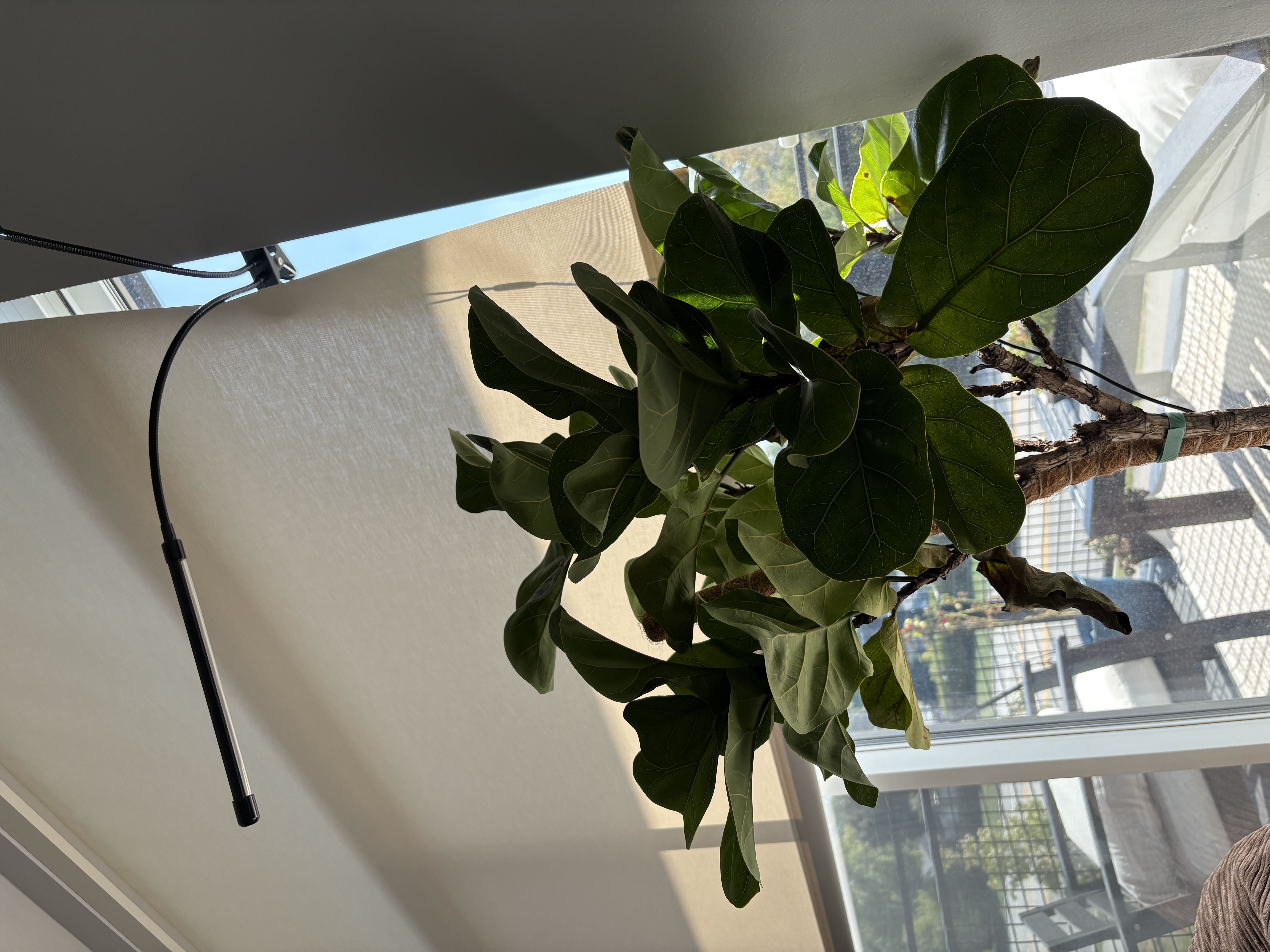 The Complete Fiddle Leaf Fig Plant Care Guide: Water, Light & Beyond