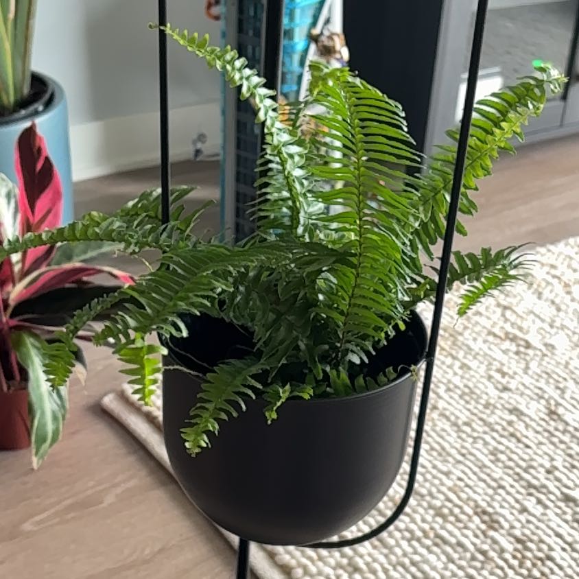 Photo of the plant species Jesters Crown Fern by @maddieverbeke named Fern on Greg, the plant care app