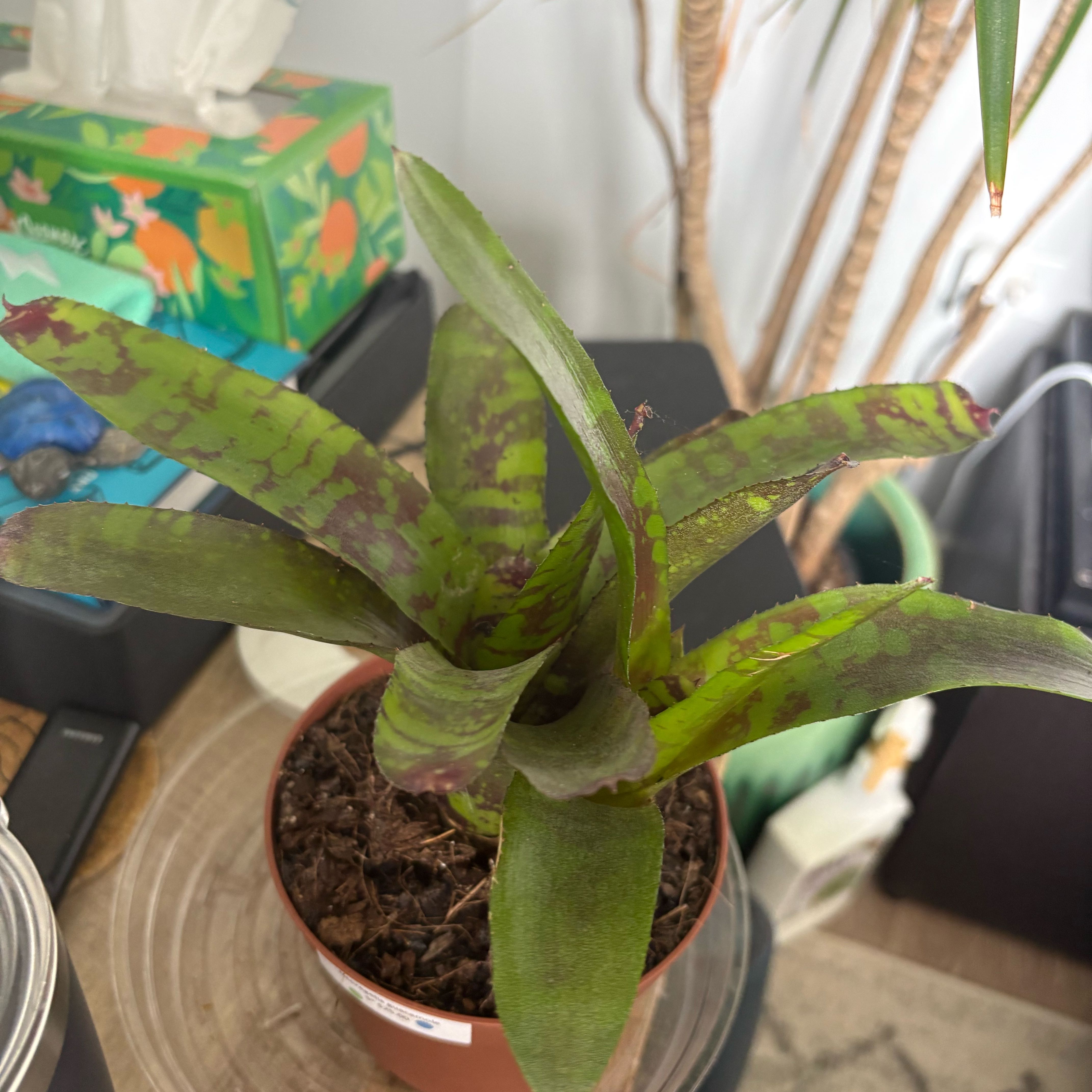 Photo of the plant species Guacamole Bromeliad by @maddieverbeke named Cado on Greg, the plant care app