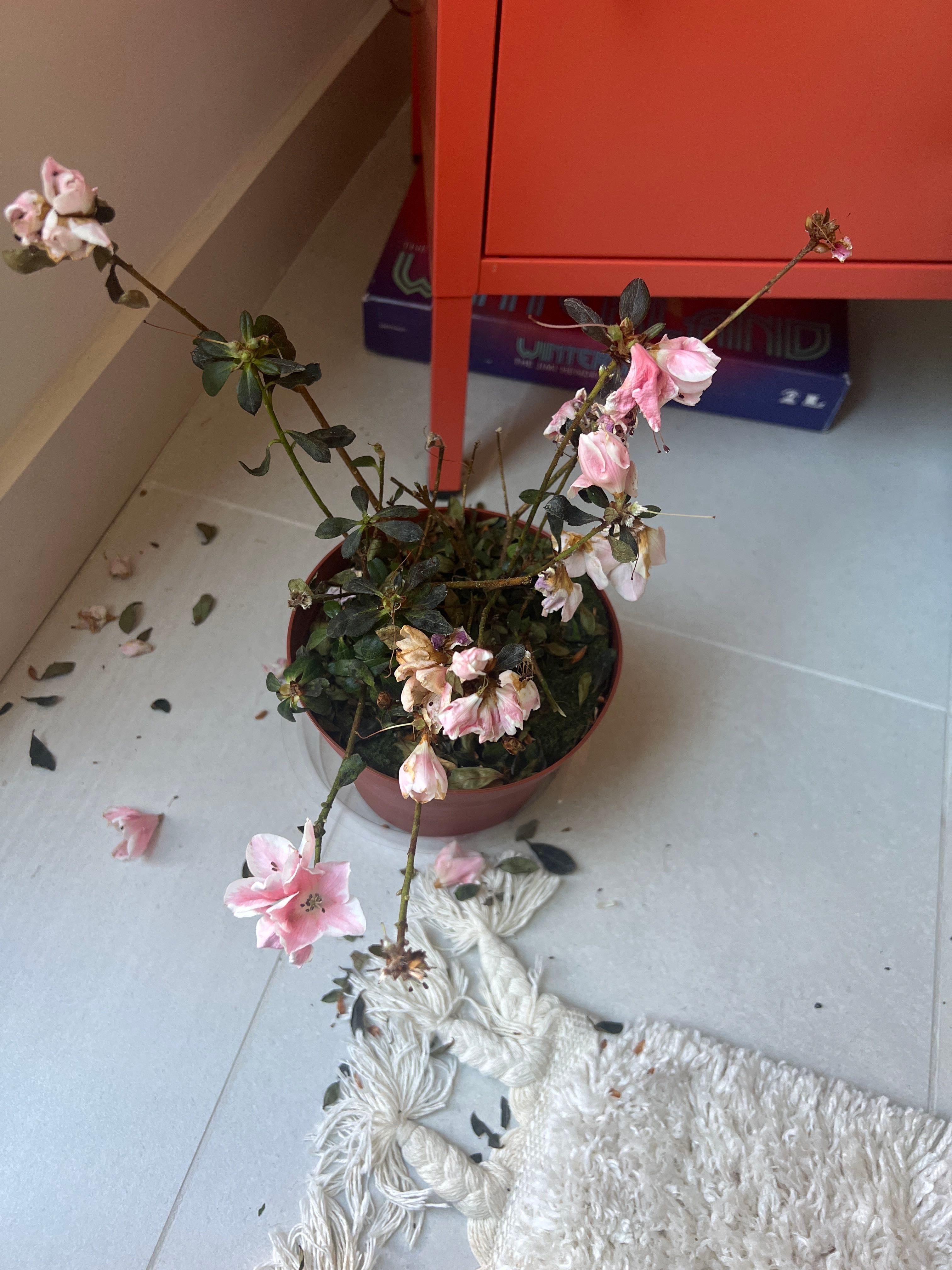 💧 Why Are My Early Azalea Leaves Droopy?