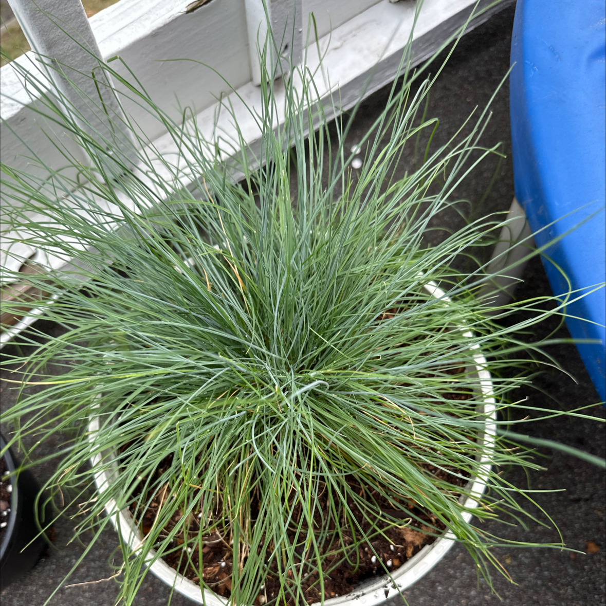 Photo of the plant species Blue Fescue by @ElderCalicobush named Hamilton on Greg, the plant care app