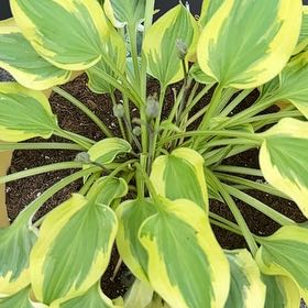 Photo of the plant species pilgrim by @ElderCalicobush named Harmony on Greg, the plant care app