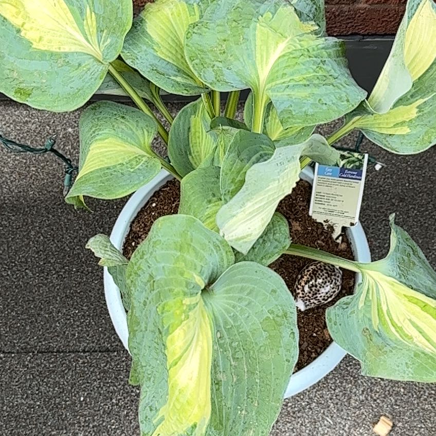 Photo of the plant species Dream Queen Hosta by @ElderCalicobush named Aristotle on Greg, the plant care app