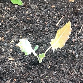 Photo of the plant species Kohlrabi by @FacileArrowhead named Figyonce on Greg, the plant care app