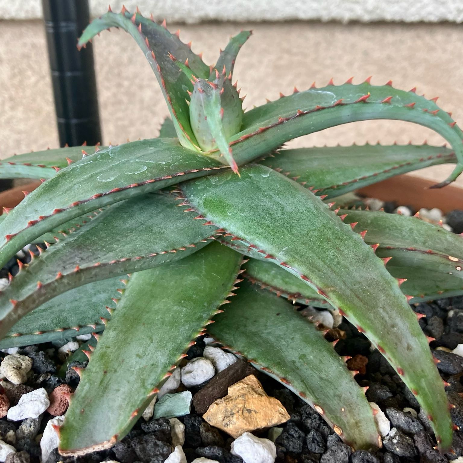 Photo of the plant species Aloe divaricata by @MrAsphodelaceae named Chucky on Greg, the plant care app
