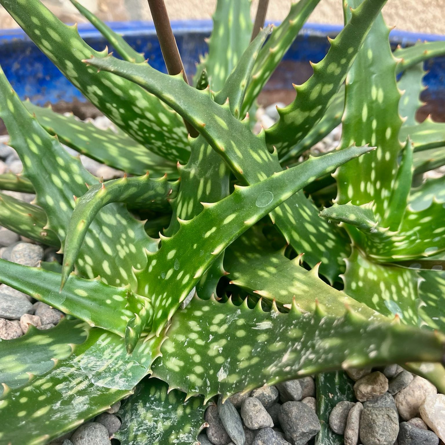 Photo of the plant species Aloe sinkatana by @MrAsphodelaceae named Spot on Greg, the plant care app