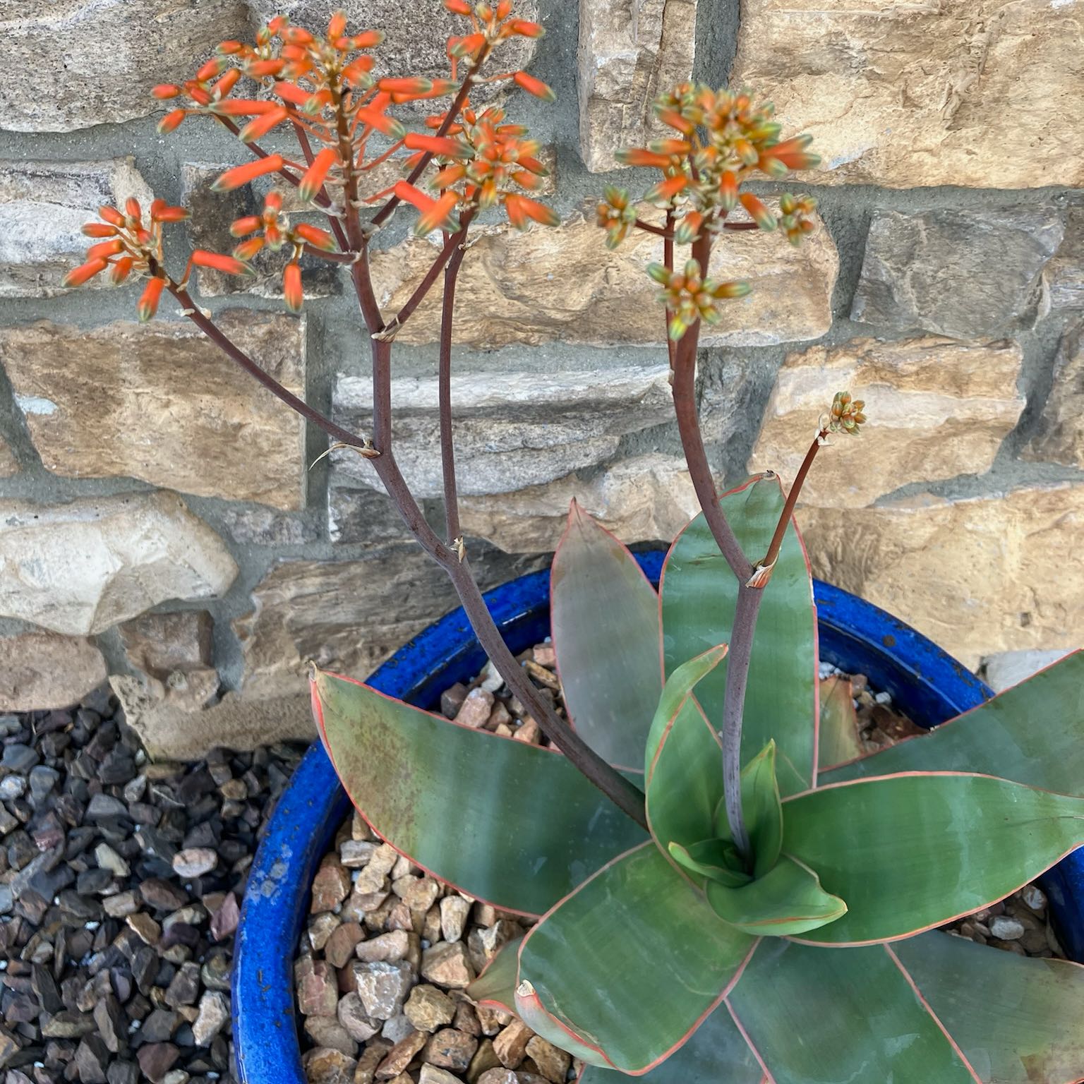 Coral Aloe plant in a blue pot with green leaves and orange flowers.