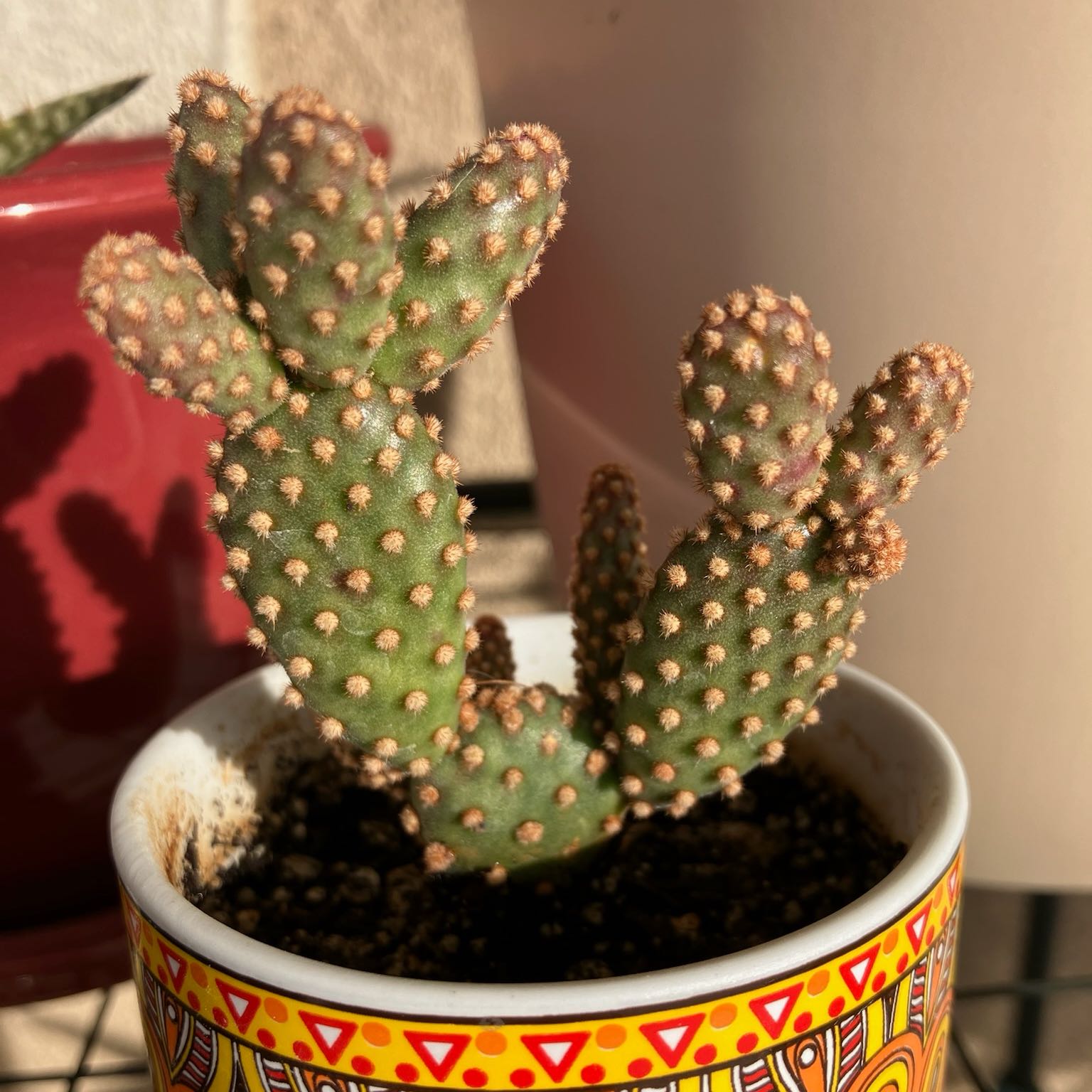 Photo of the plant species Opuntia rufida f. monstrosa by @MrAsphodelaceae named Matty on Greg, the plant care app