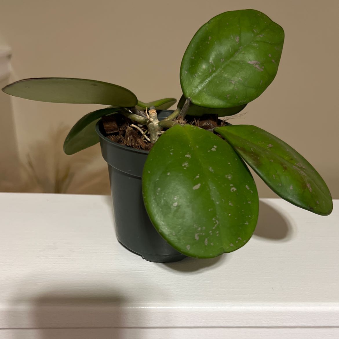 Hoya obovata plant in a black pot with large, round green leaves and some white spots.